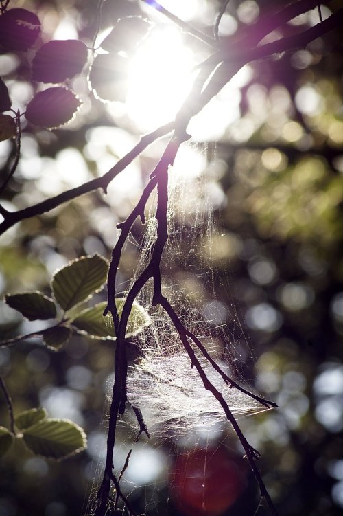 cobweb  aesthetic  sunlight