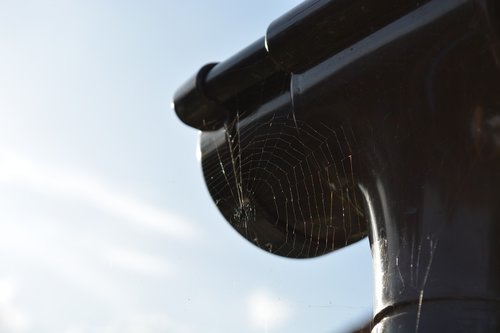 cobweb  spider  gutter