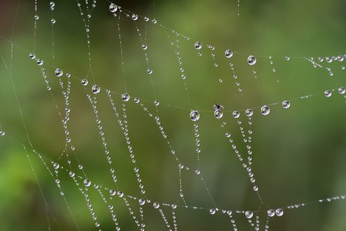 cobweb  drip  dew