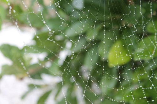 cobweb  dew  autumn