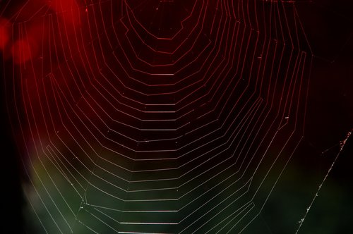 cobweb  red light  web