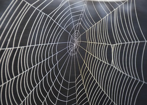 cobweb  spider  nature