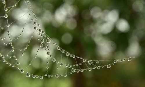 cobweb  drip  dewdrop