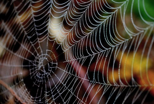 cobweb  dewdrop  web