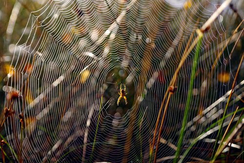 cobweb  spider  nature