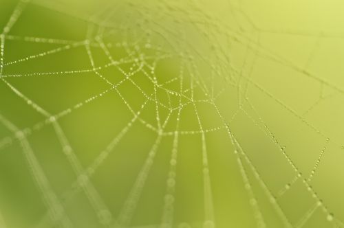 cobweb nature network