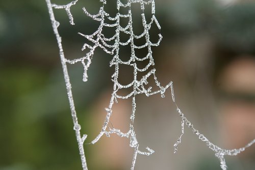 cobweb  ripe  dewdrop