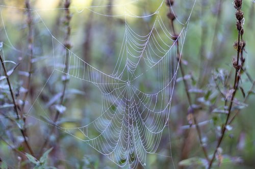 cobweb  web  dew