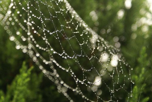 cobweb rosa morning dew