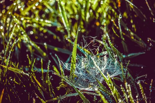 cobweb  web  dewdrop