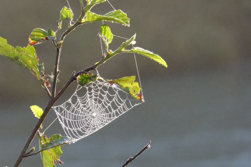 cobweb tender back light