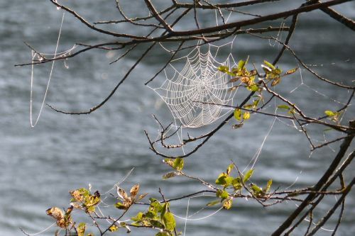 cobweb cobwebs tender