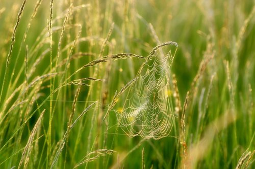 cobweb  web  s