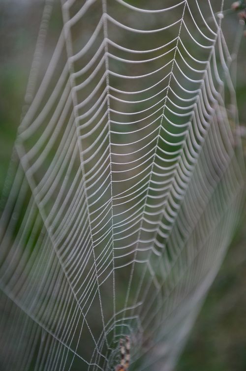 cobweb morning dew network