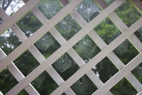 cobweb spider morning dew