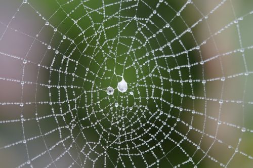 cobweb network orb web