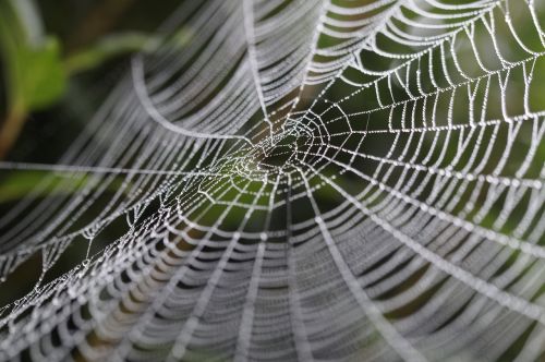 cobweb wheel spider network