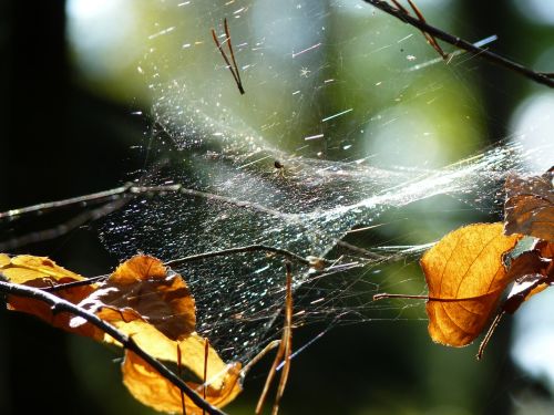 cobweb spider network