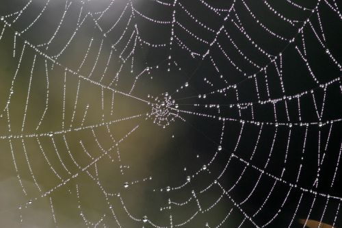 cobweb nature network