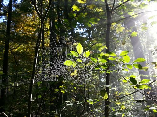 cobweb spider webs forest
