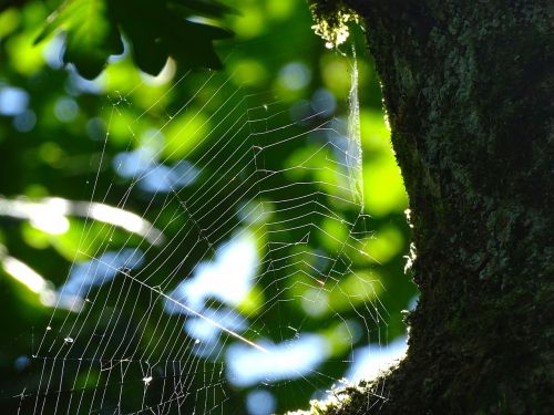 cobweb spider network