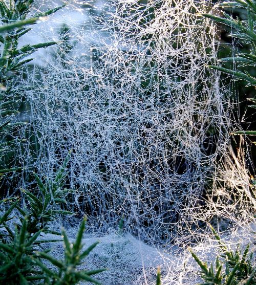 cobweb morning dew