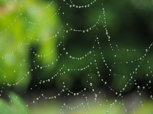 cobweb raindrop network