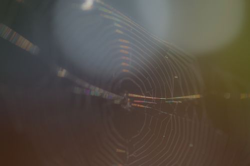 cobweb out of focus spider