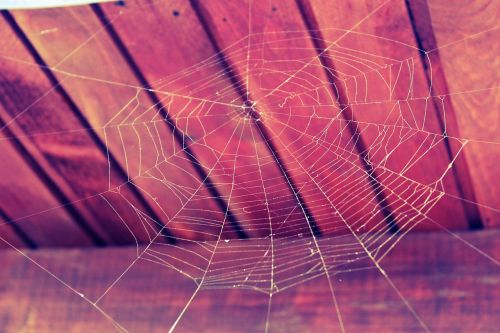 cobweb spider web