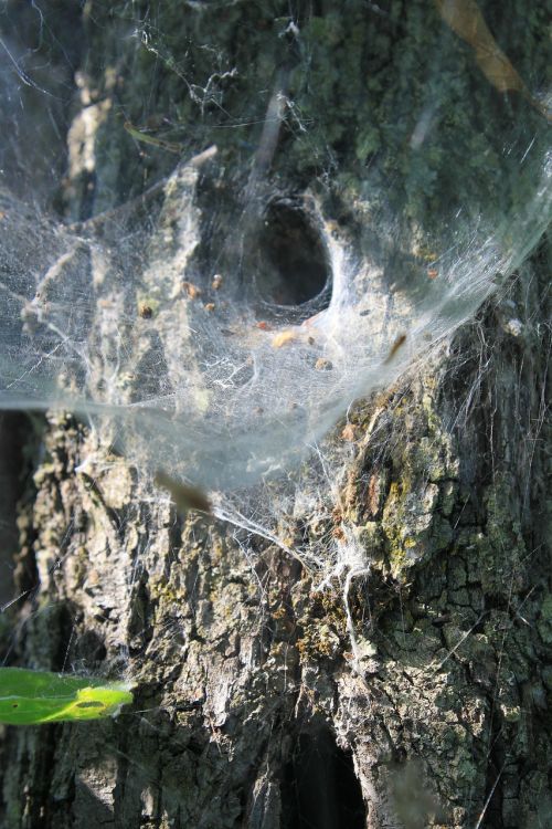 cobweb nest spider