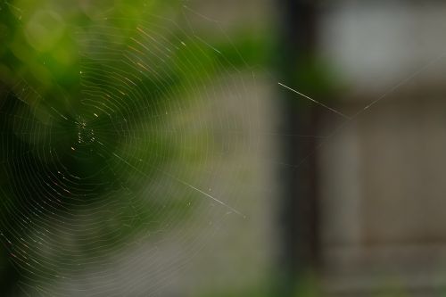 cobweb spider insect