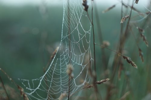 cobweb meadow nature