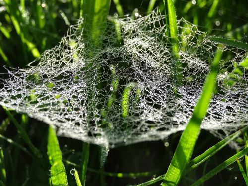 cobweb spiderweb dew