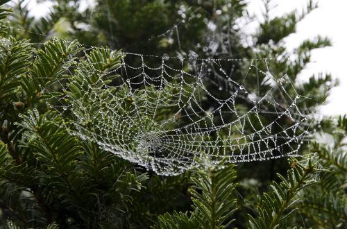 cobweb web spider web