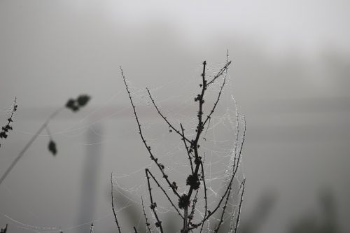 cobweb autumn fog