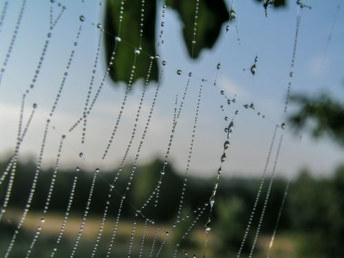 cobweb drops rosa meadow