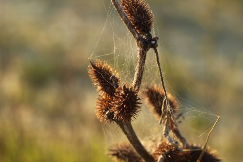 cobwebs dried flower nature