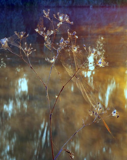 cobwebs cobweb morning