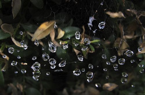 cobwebs dewdrop beaded