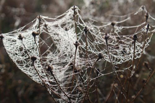 cobwebs plfanze meadow