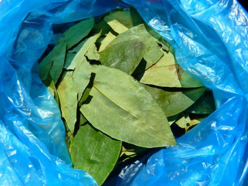 coca leaves coca erythroxylum coca
