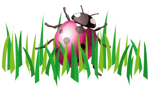 ladybug grass insect