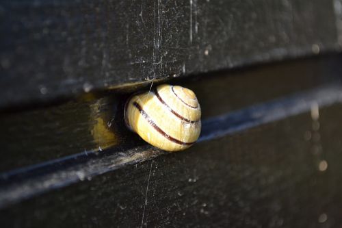 cochlea shell snail