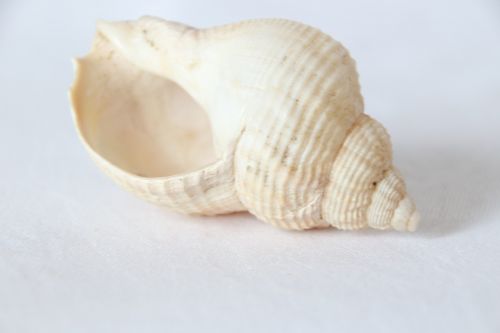 cochlea snail white