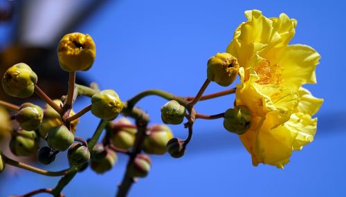 cochlospermum regium yellow cotton tree yellow