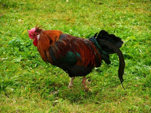 cock color poultry