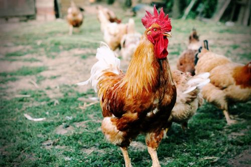 cock hen domestic animal
