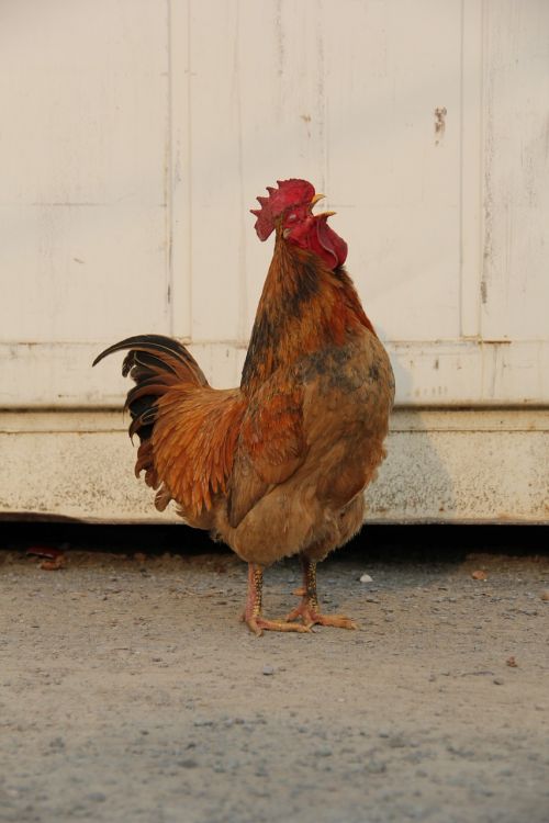 cock front of the house morning