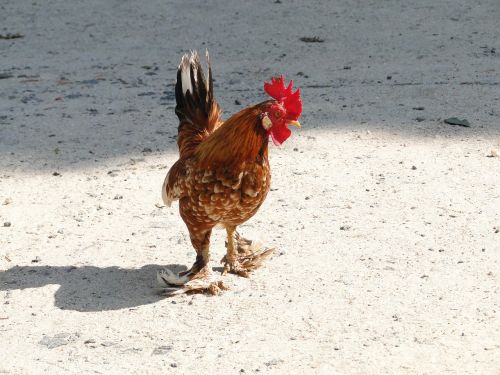 cock bird animal