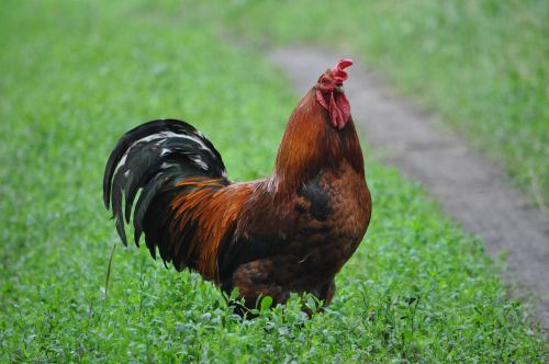cock farm chicken